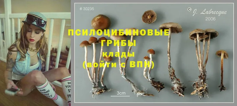 Псилоцибиновые грибы Psilocybine cubensis  где купить наркоту  Ртищево 